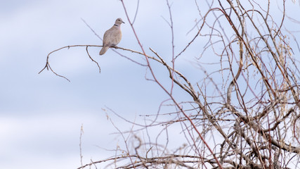 Lonesome Dove sites on a branch of a leave less tree in the late evening