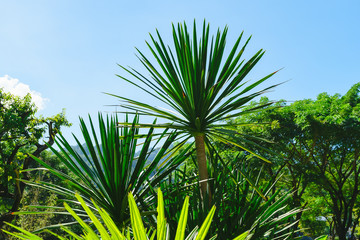 palm tree on background of blue sky, Tropical plants with green leaves at garden.