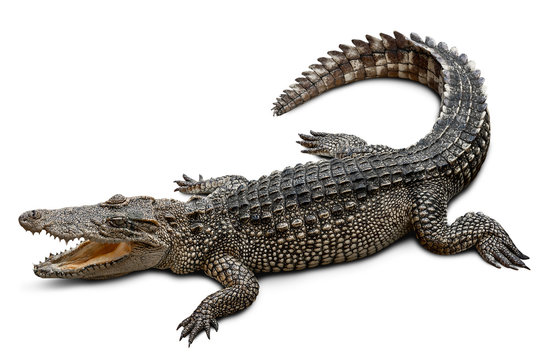 Wildlife crocodile isolated on white background with clipping path