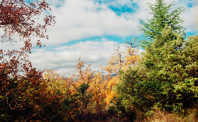 fall foliage in the forest