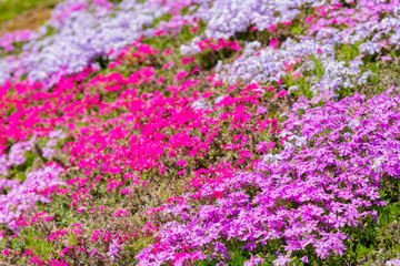 Obraz premium 芝桜