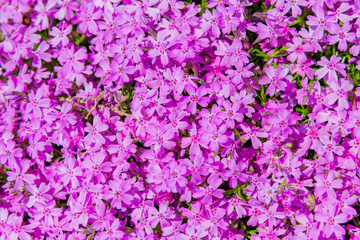 Fototapeta premium 芝桜