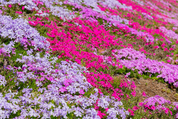 Obraz premium 芝桜
