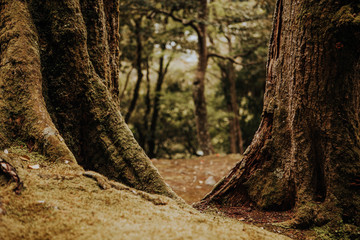 close up moss covered tree trunks in a forest in Japan 