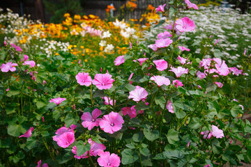 Pink lavatera  in the garden