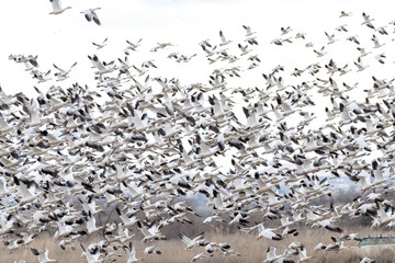 White and Black Snow Geese take flight in the light of evening