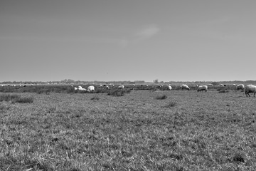 Sheep in the field, Groningen - Netherlands