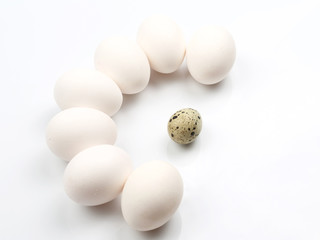 chicken eggs on white background