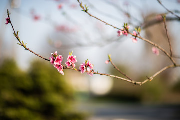 Kwitnące wiosną drzewo brzoskwini - obrazy, fototapety, plakaty