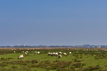 Fototapeta na wymiar Sheep in the field, Groningen - Netherlands