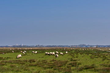 Fototapeta premium Sheep in the field, Groningen - Netherlands