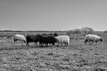 Sheep in the field, Groningen - Netherlands