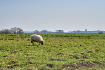 Sheep in the field, Groningen - Netherlands