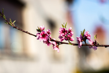 Kwitnące drzewo brzoskwini - obrazy, fototapety, plakaty