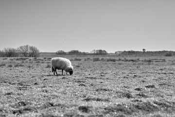 Fototapeta premium Sheep in the field, Groningen - Netherlands