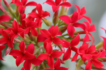 Bright red cruciform flowers in the Kalanchoe inflorescence.