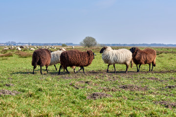 Obraz na płótnie Canvas Sheep in the field, Groningen - Netherlands