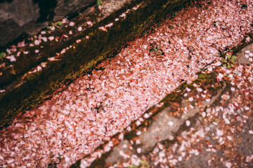 sakura cherry blossom petals on the stone ground in a park