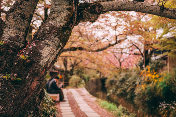 man sitting on a bench in Japan during the spring time with Japanese sakura cherry blossoms
