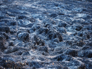 Nature burned, after a fire. Background from the ashes of the burnt grass