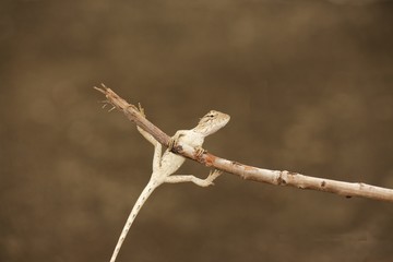 barbed wire