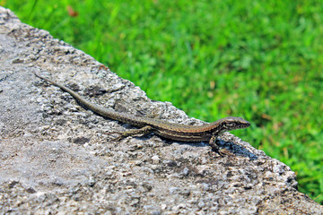 A small lizard on a stone against the green grass
