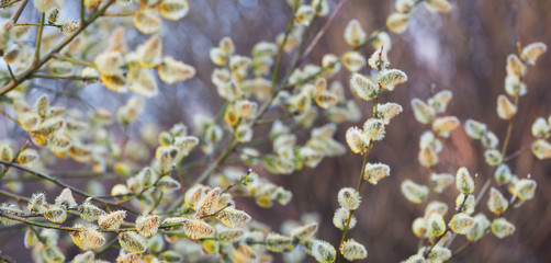 Yellow blooming willow catkins. Panoramic spring gentle nature background. Pussy-willow branches