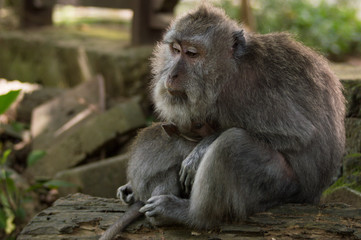 Mother monkey carring baby in Ubud holy forest, Bali, Indonesia