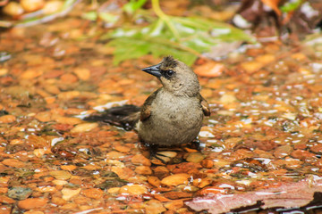 Bird in the water 1