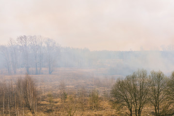 Obraz na płótnie Canvas Smoke from the fire in the forest. Smoke forests. The beginning of a forest fire. Dry grass