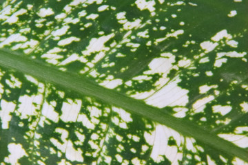 A fragment of aglaonema leaf is a houseplant, a representative of the genus of evergreen herbs and subshrubs of the aroid family.