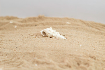 shell on the beach