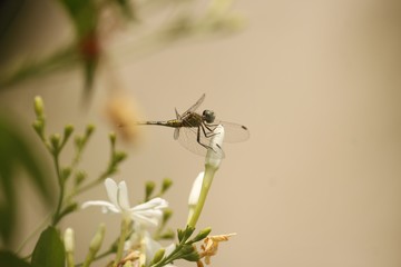 bee on a flower