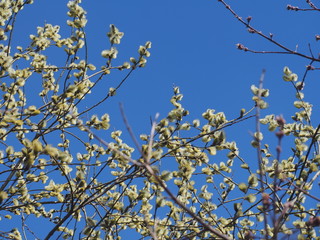 Blown fluffy flowers of a willow. Spring flowers of a willow.