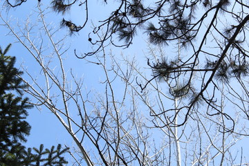 Look Up