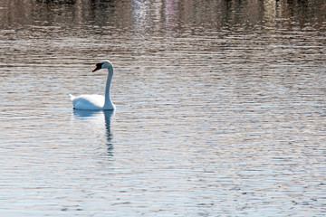 White Swan swimming in the seashore water.