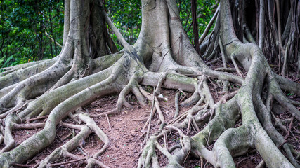 Raíces de árbol
