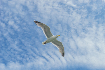 White gull flying Lower New York Bay