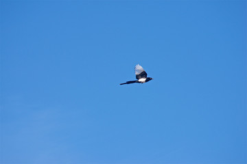 Flying magpies in the clear sky