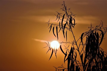 sunset over wheat field