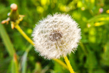 Dandelion seeds blowing in wind in summer field background. Change growth movement and direction concept. Inspirational natural floral spring or summer garden or park. Ecology nature landscape