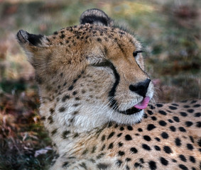 Cheetah at rest on the lawn. Latin name - Acinonyx jubatus