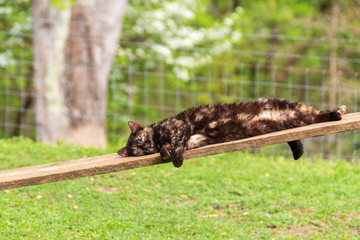 Black and rust cat relaxing on a plank in the yard at the farm.