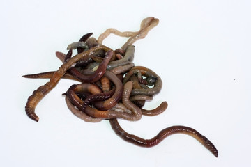 Macro shooting of red dendrobaena worms, live earthworm bait for fishing