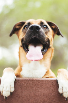 Perro sonriendo encima de una tabla