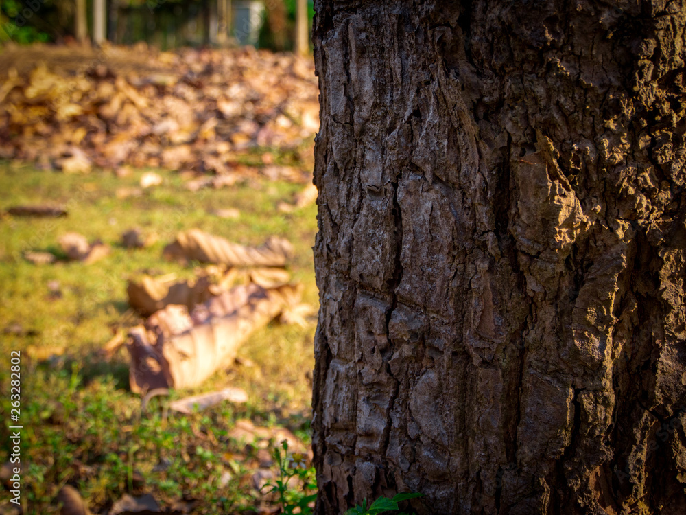 Poster Old bark with trunk that is unique