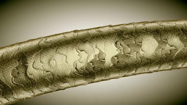 Human Hair under the Microscope