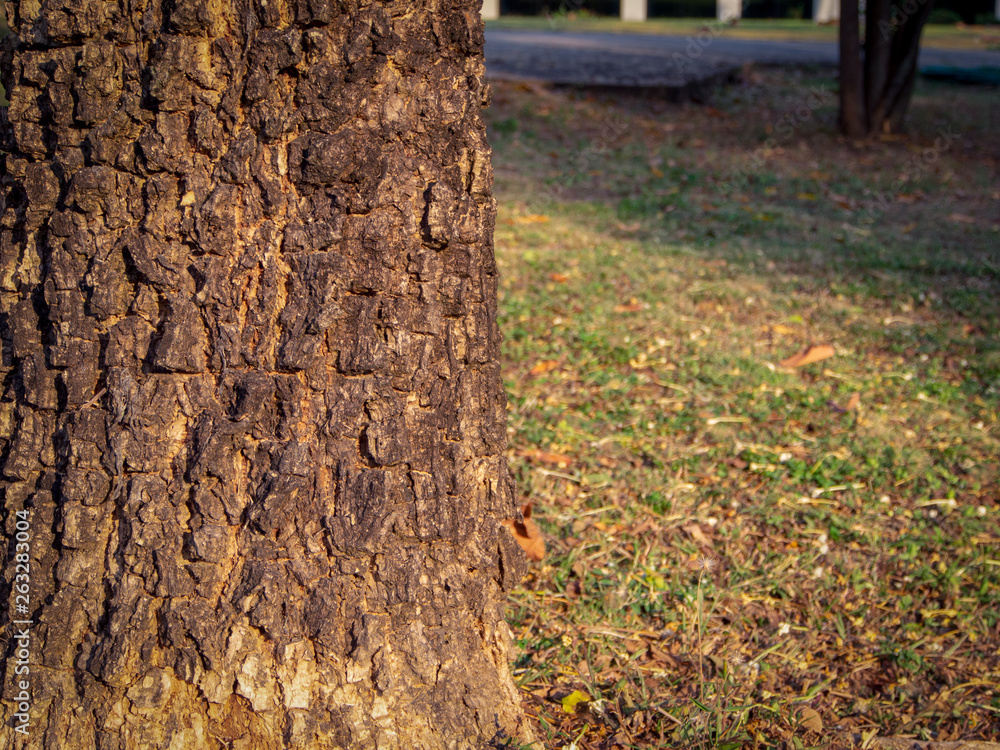 Poster Old bark with trunk that is unique
