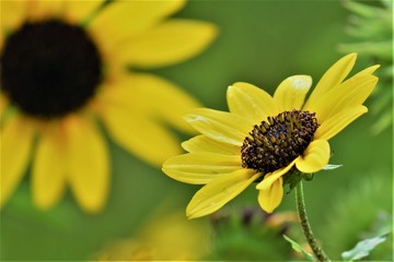 bee on sunflower