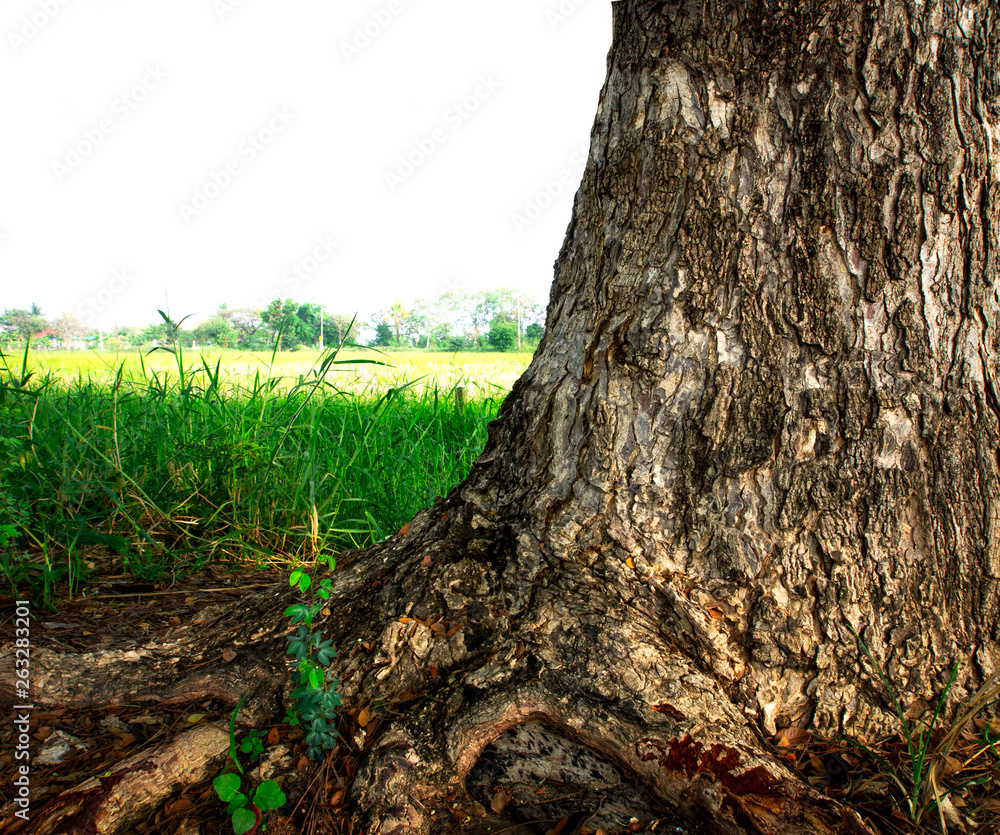 Poster Old bark with trunk that is unique